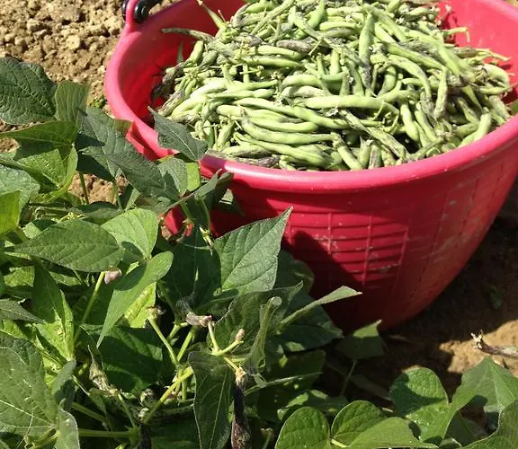 Alba Del Borgo בית חווה *