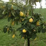 Alba Del Borgo Séjour à la ferme *