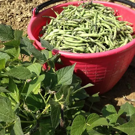 Alba Del Borgo Farma *