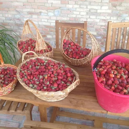 Alba Del Borgo Fidenza