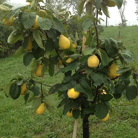 Alba Del Borgo Alloggio per agriturismo *