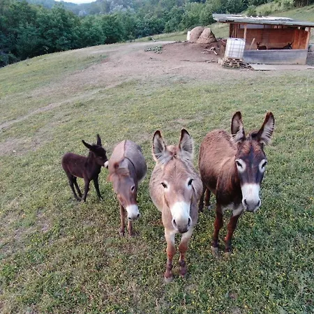 Alba Del Borgo Farm stay *