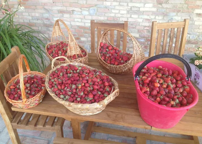 Alba Del Borgo Fidenza