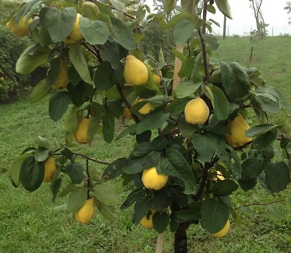 Alba Del Borgo Séjour à la ferme *