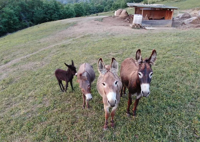 Alba Del Borgo Agroturismo *